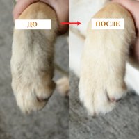 Pf-paw-10  , 