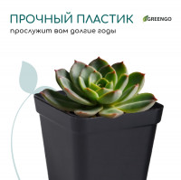   , 200 , 6.5 6.5 7 , , , Greengo