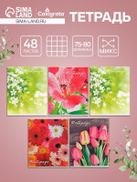  48    Calligrata ,  , 