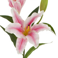    (real Touch), L24 W22 H84 