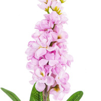 ������ ������������� ����������, L8 W8 H81 ��