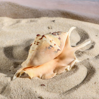 ������� ������������, 7-11 ��