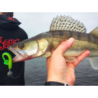   Lj Pro Series Minnow 5.5in (13.90)/t18 4.