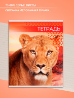  48   , Calligrata  , 