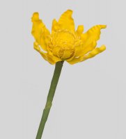 Tr 612 -