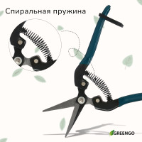  , 8 (20 ),   , Greengo