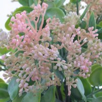 ��������� ����������, L20 W20 H24 ��, 5�.