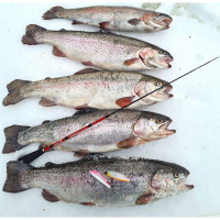 ������� ��������������� ������ Salmo Diamond Perch Tele 52 ��