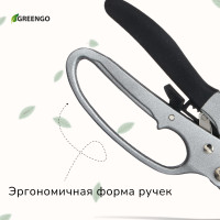  , 8 (20 ),   ,  , Greengo