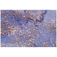    Galaxy Blue 30cm