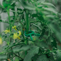    :   (6.5 ) - 10 .,   (4.5 ) - 10 ., Greengo