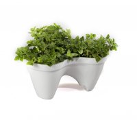  Ive Planter,  