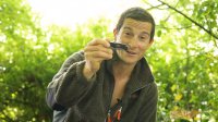  Bear Grylls Scout Compact  Gerber ()