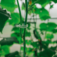  , D=25 ,  50 ., Greengo