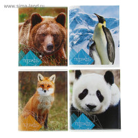  96    Calligrata ,   ,  2,  75% ( ), 