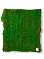 , ,  1 1 ,  , Greengo