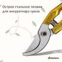  , 8 (20 ),   ,   , Greengo