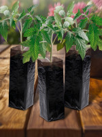 ����� ��� �������, 1.6 �, 8 30 ��, ���������� �������� 50 ���, � �����������, ������, Greengo