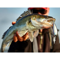   Lj Original Shad=xdr F, 8 ,  003