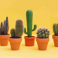 ٸ    Cactus