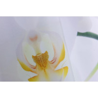     Orchidea, 180200 