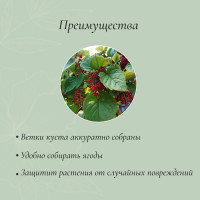 , D=30 , H=60 ,  D=0.3 , ,  2 ., , Greengo