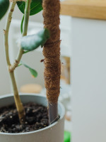    , H=120 , D=2.5 , ,  , Greengo