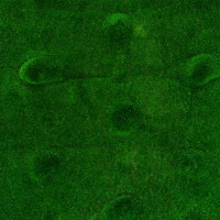  , ,  1 1 , ,  , , Greengo