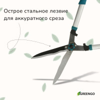 , 22 (56 ),  ,   , , Greengo
