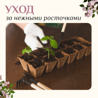      , 3 : , 2 ,  24 ,  , Greengo