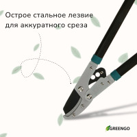  , 31 (79 ),  ,   , , Greengo