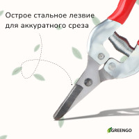  , 7 (18 ),   ,  , , Greengo