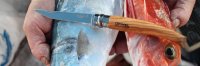    Opinel 10 Vri Folding Slim Olivewood