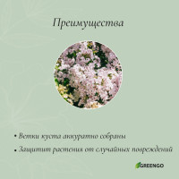   , D=20 , H=70 ,  D=0.3 , , , Greengo