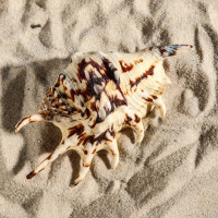 ������� ������������, 7-11 ��