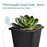   , 250 , 9 9 8 , , , Greengo