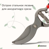  , 10 (25 ),    , Greengo