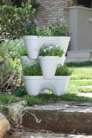  Ive Planter,  