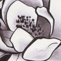 ������ ��� ������ ����� Magnolia 53�63�2�� ��, 100% �/�, �����