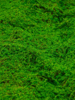  , ,  1 1 ,  , Greengo