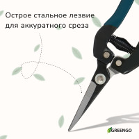  , 8 (20 ),   , Greengo
