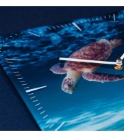 Slt-28 ���� ��������� Turtle