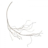   , 135 ( .)