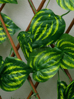  , 120 35 ,  , Greengo