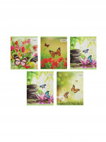  36    Calligrata ,  , 