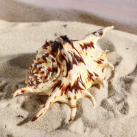 ������� ������������, 7-11 ��