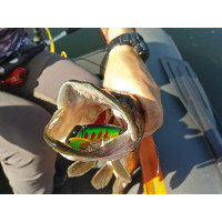   Lj Pro Series Antira Swim Sp 115, 11.5 ,  201