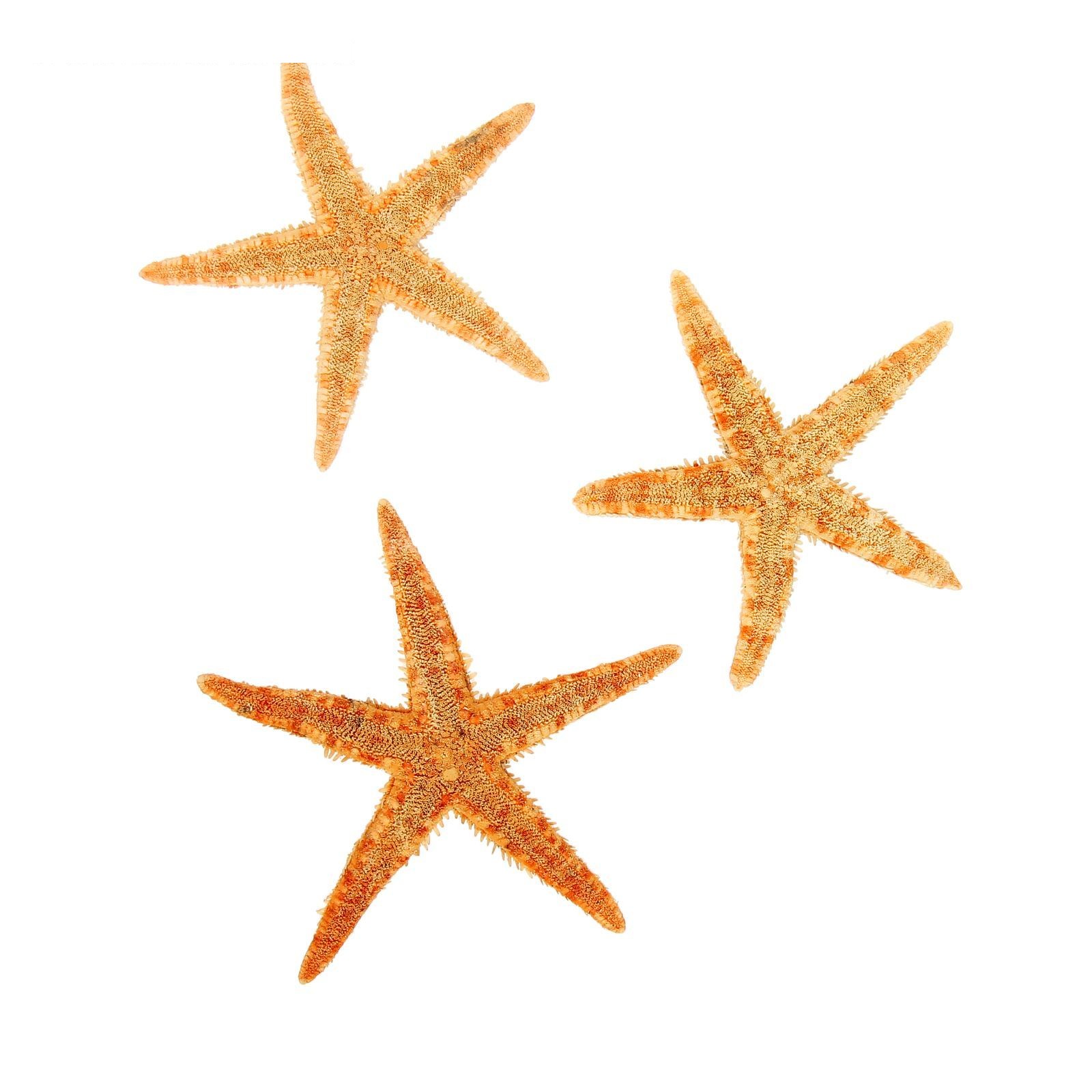 Набор из 3 морских звезд, размер каждой 6-10 см
