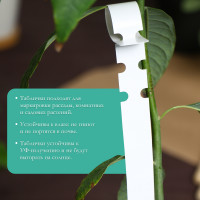 - ,   , 21 2 ,  20 ., , , Greengo