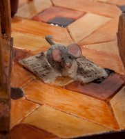 Fo-85514   (the Lady Lawyer. Forchino)